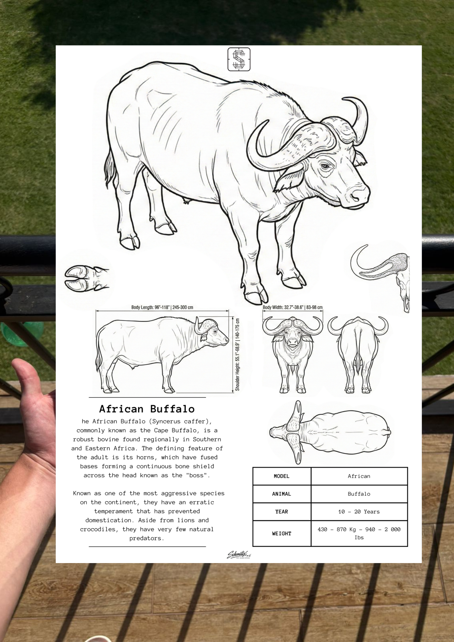 African Buffalo – Premium Metal Art Print