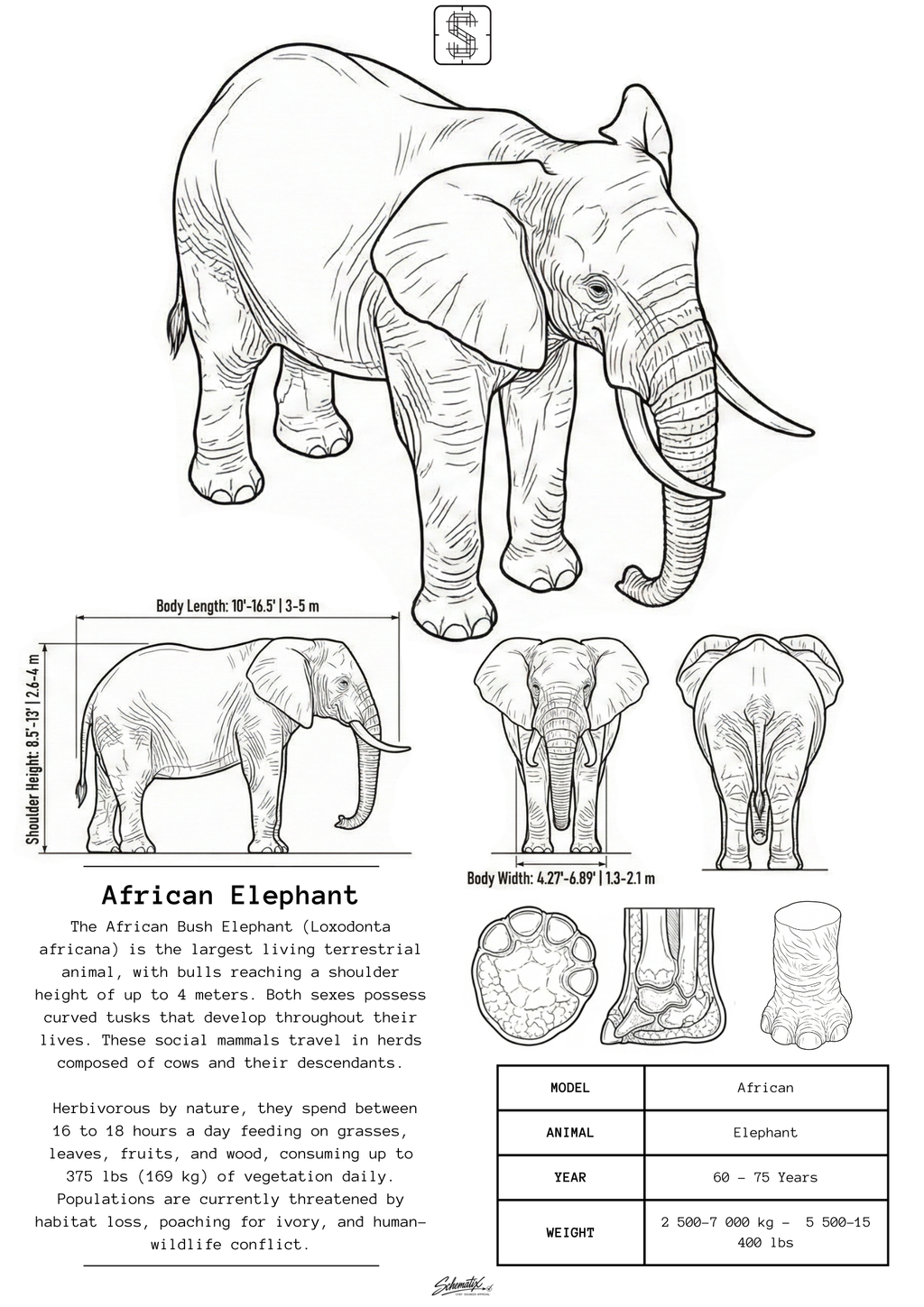 African Elephant - Premium Metal Art Print