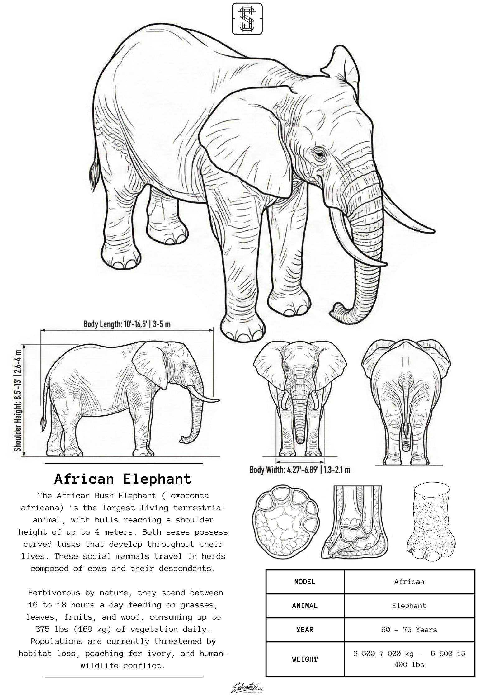 African Elephant - Premium Metal Art Print