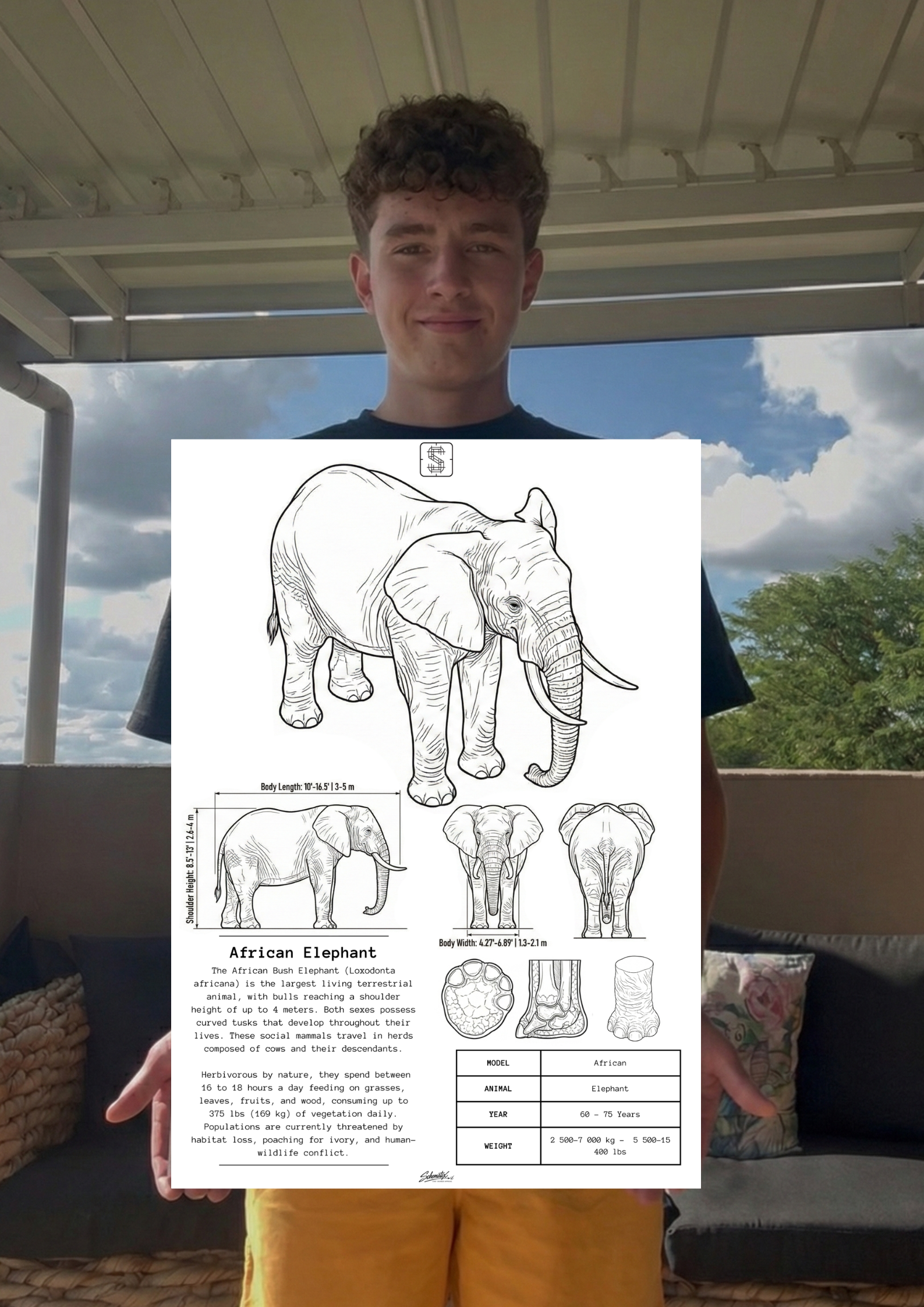 African Elephant - Premium Metal Art Print