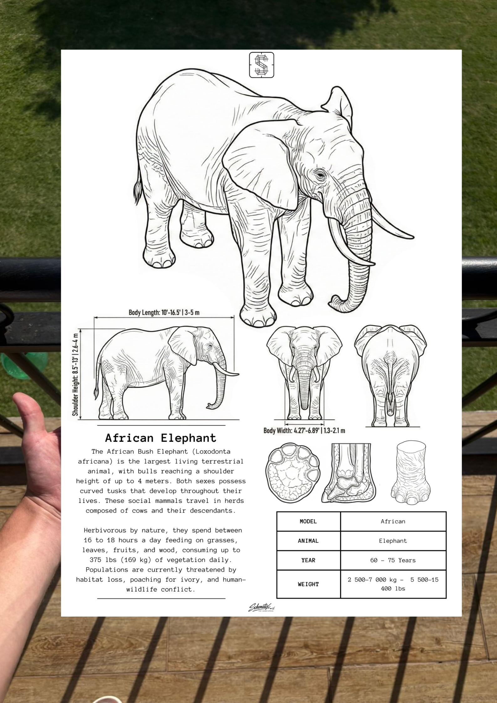 African Elephant - Premium Metal Art Print