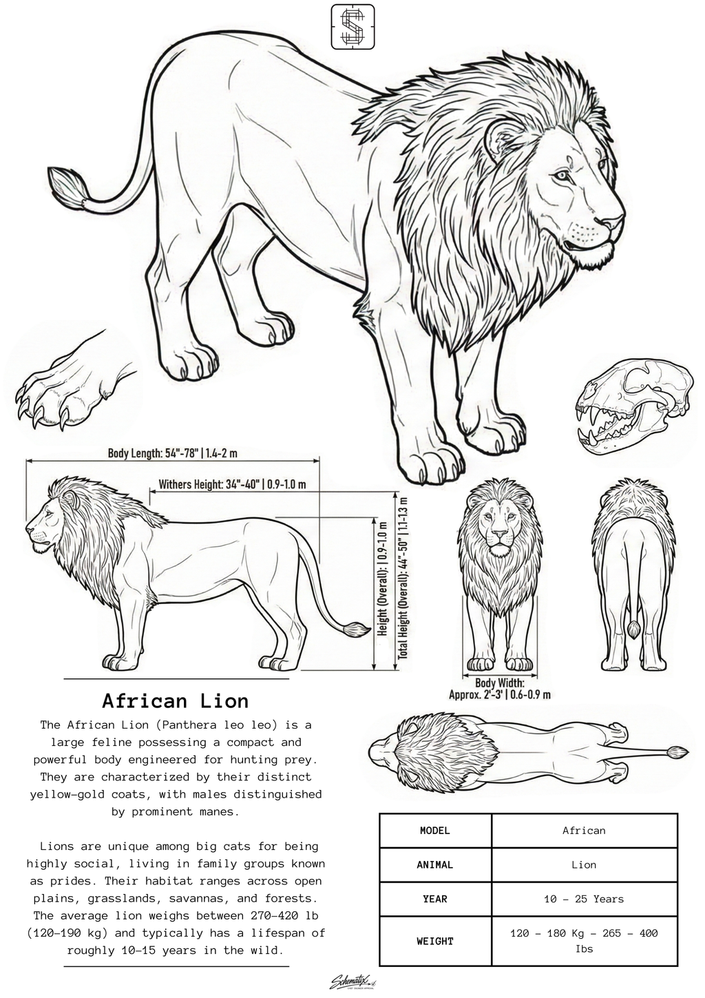 African Lion - Premium Metal Art Print