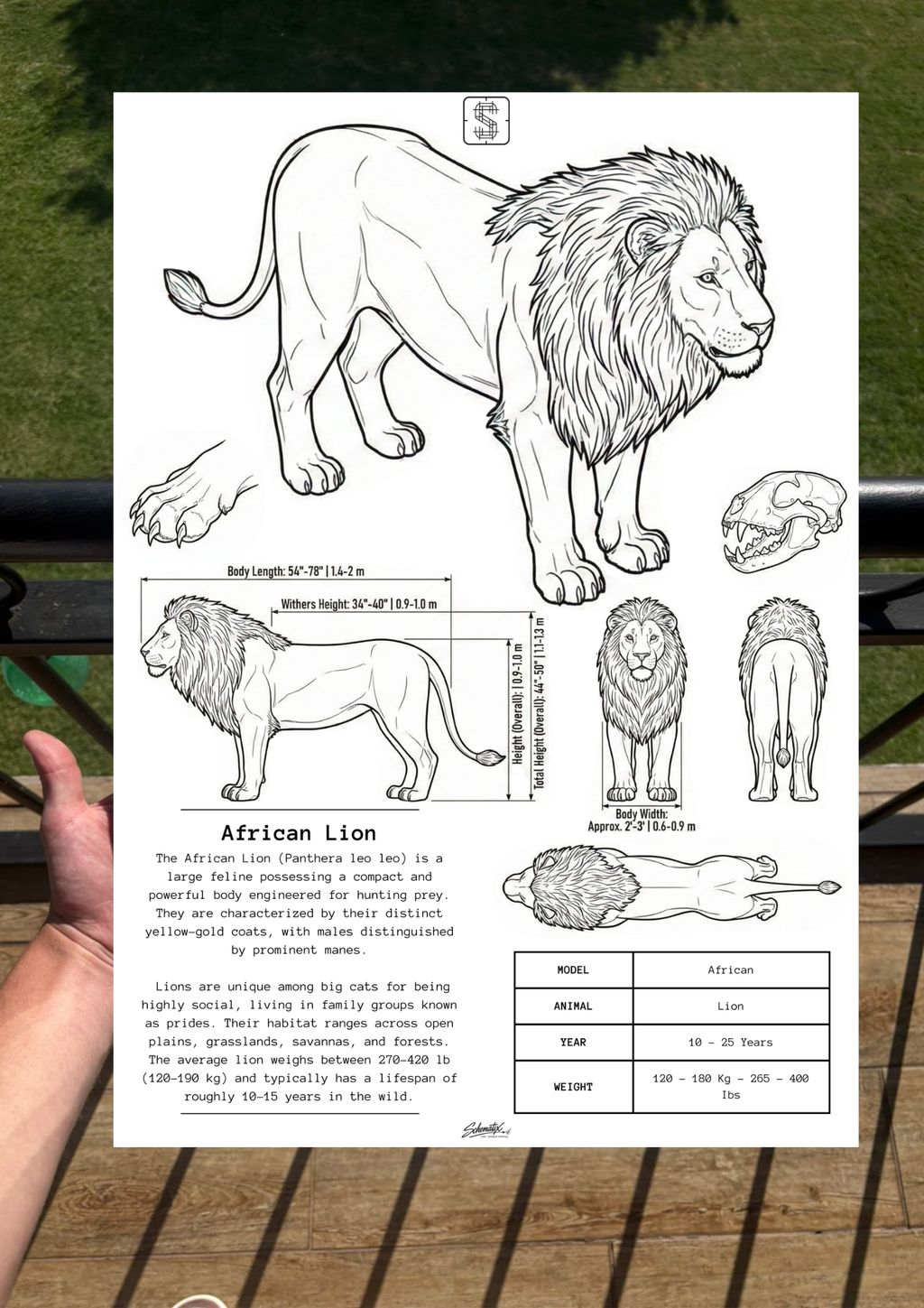 African Lion - Premium Metal Art Print